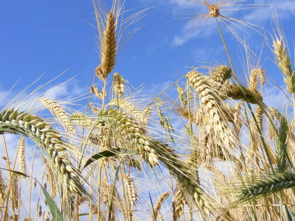 wheat field