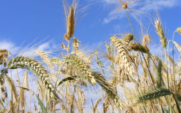 wheat field