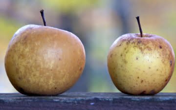 two apples on a board