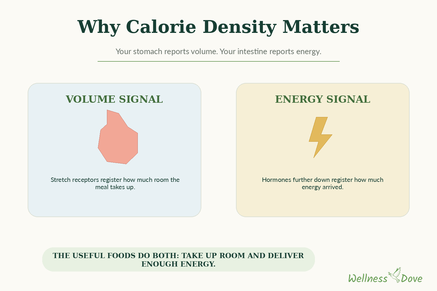 Volume versus energy: what your stomach and intestine each report