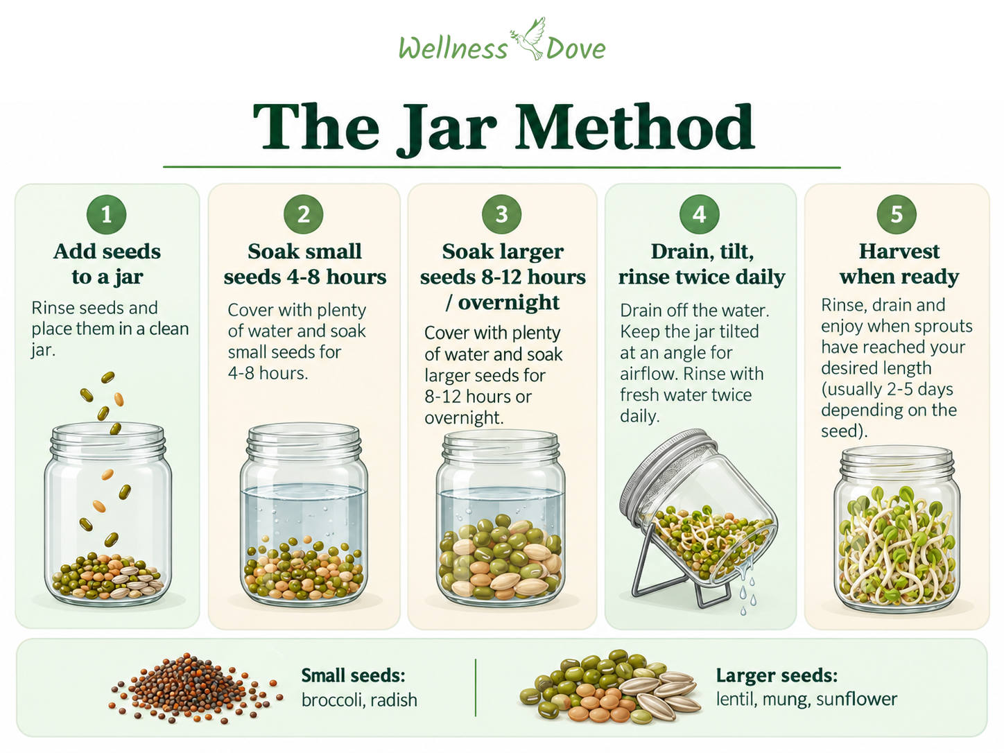 Jar method for growing sprouts: soak small seeds 4 to 8 hours, larger seeds 8 to 12 hours or overnight, then drain, tilt, rinse twice daily, and harvest