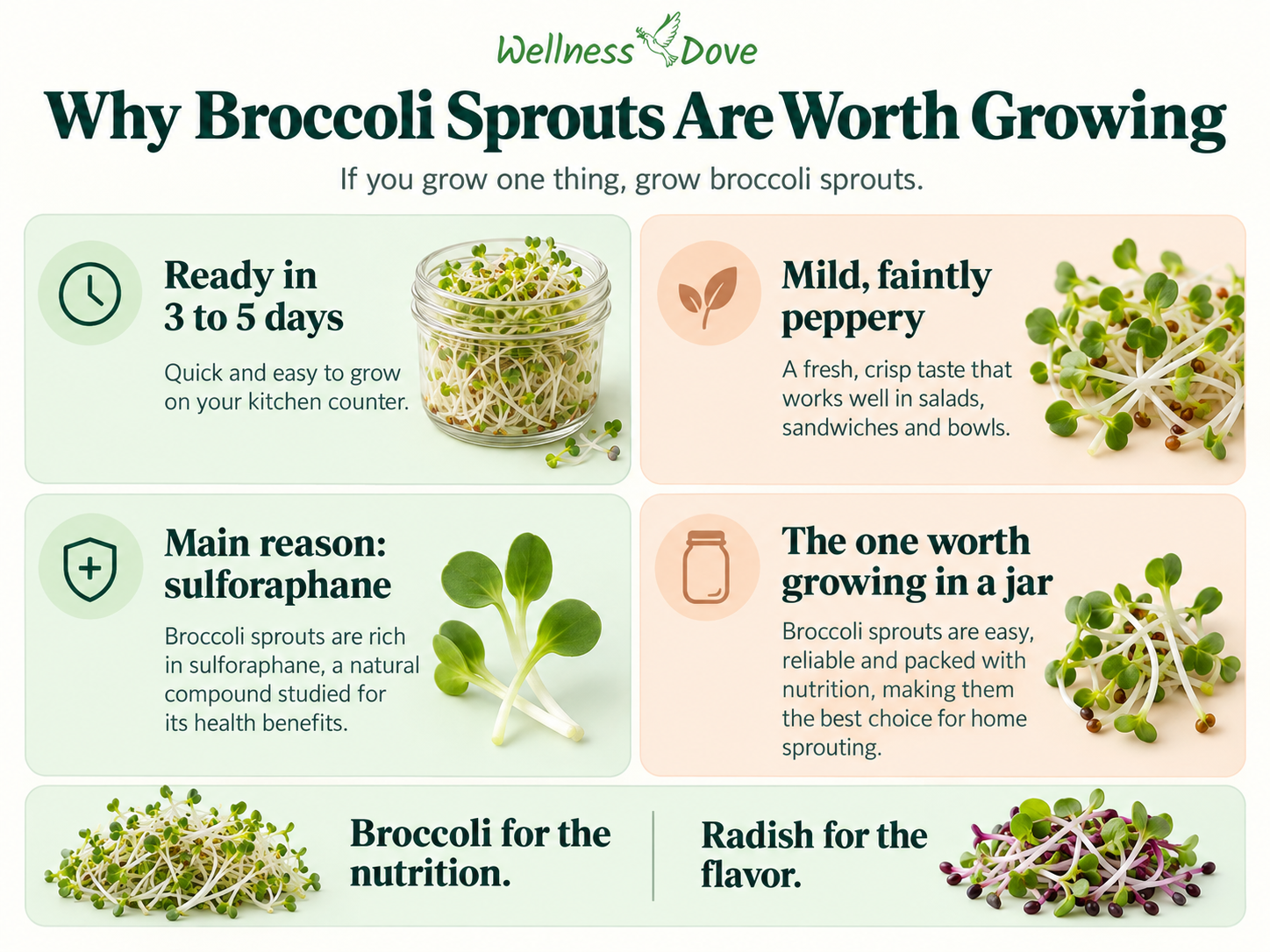 Why broccoli sprouts are worth growing: ready in 3 to 5 days and valued for sulforaphane